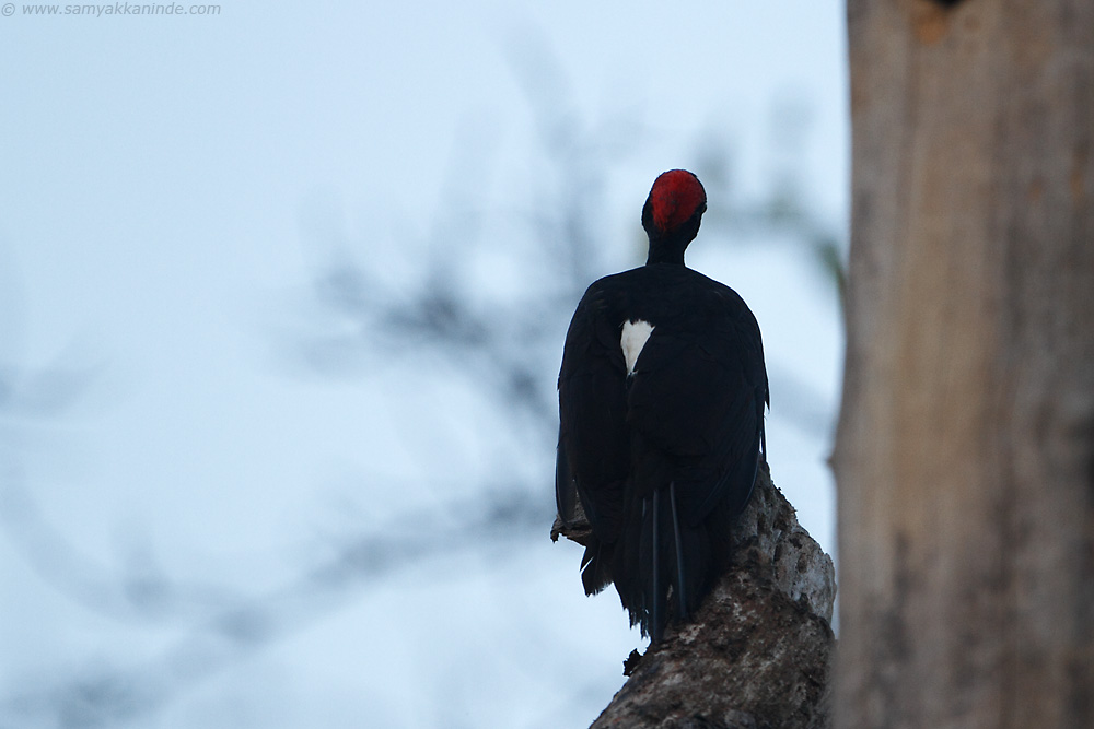 The White-bellied Woodpecker (Great Black Woodpecker (Dryocopus javensis) male