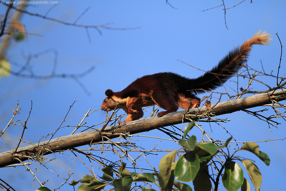 Malabar giant squirrel (Ratufa indica)