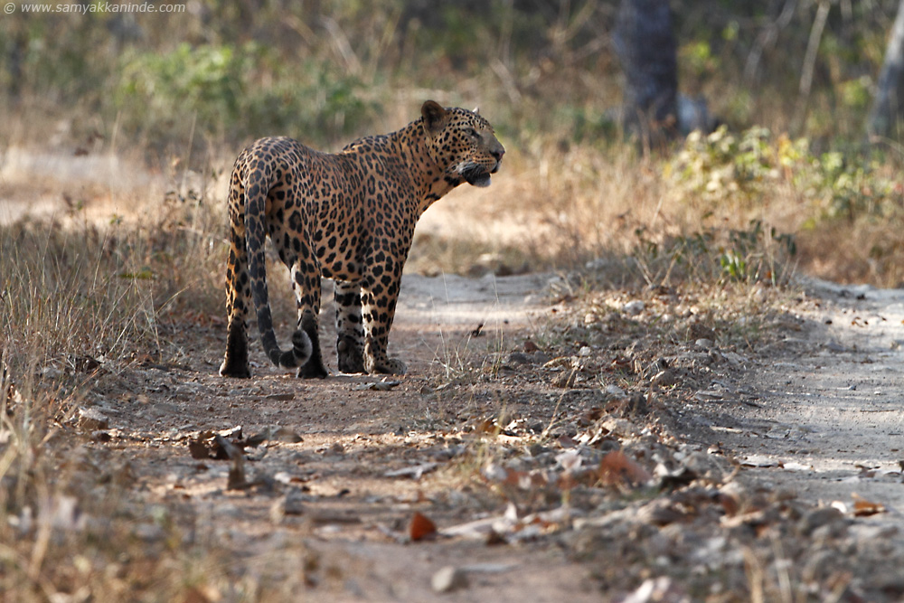 The Indian leopard (Panthera pardus fusca)