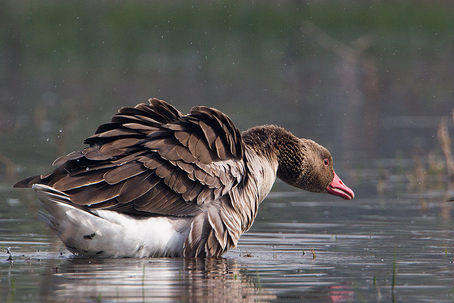The greylag goose (Anser anser) 