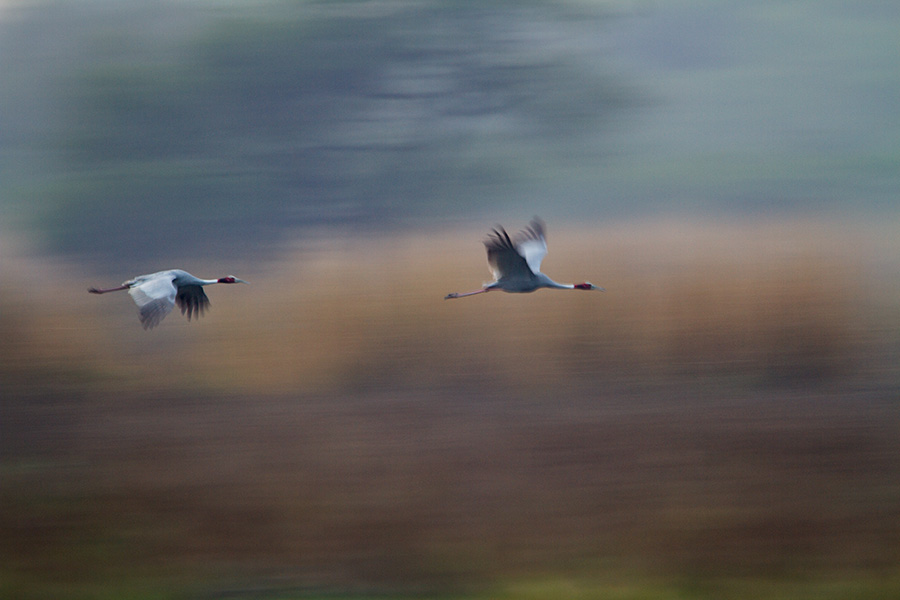 The sarus crane (Grus antigone) flying across