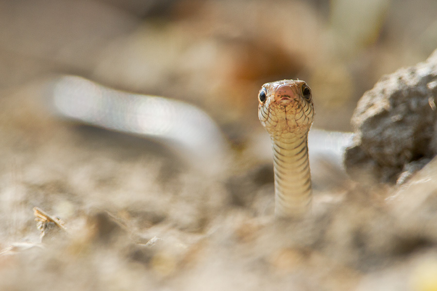 Indian Rat Snake (Ptyas mucosa)