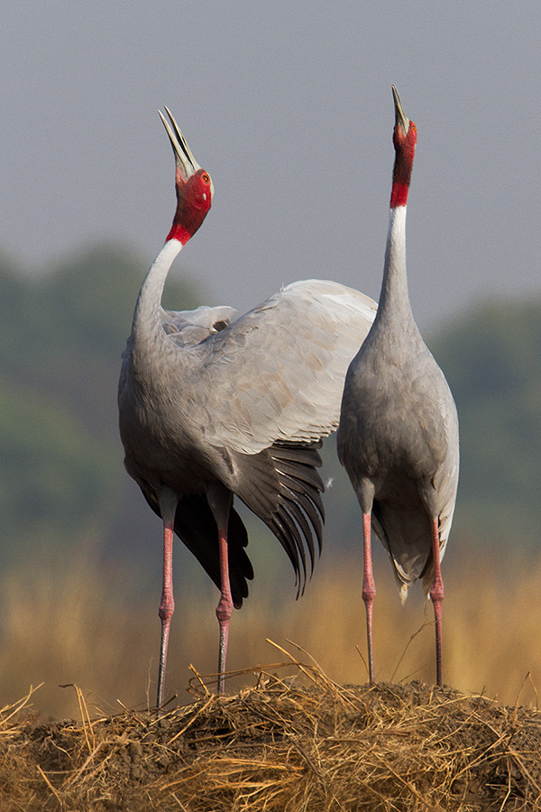 The sarus crane (Grus antigone) pair calling