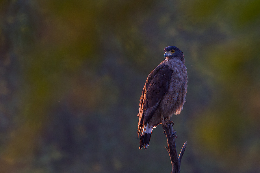 The crested serpent eagle (Spilornis cheela)