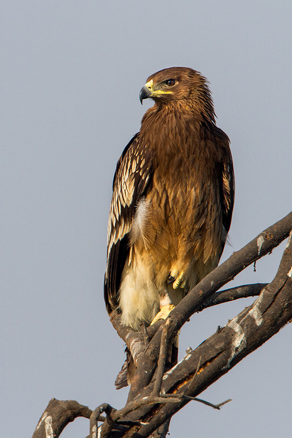The greater spotted eagle (Acquila clanga)