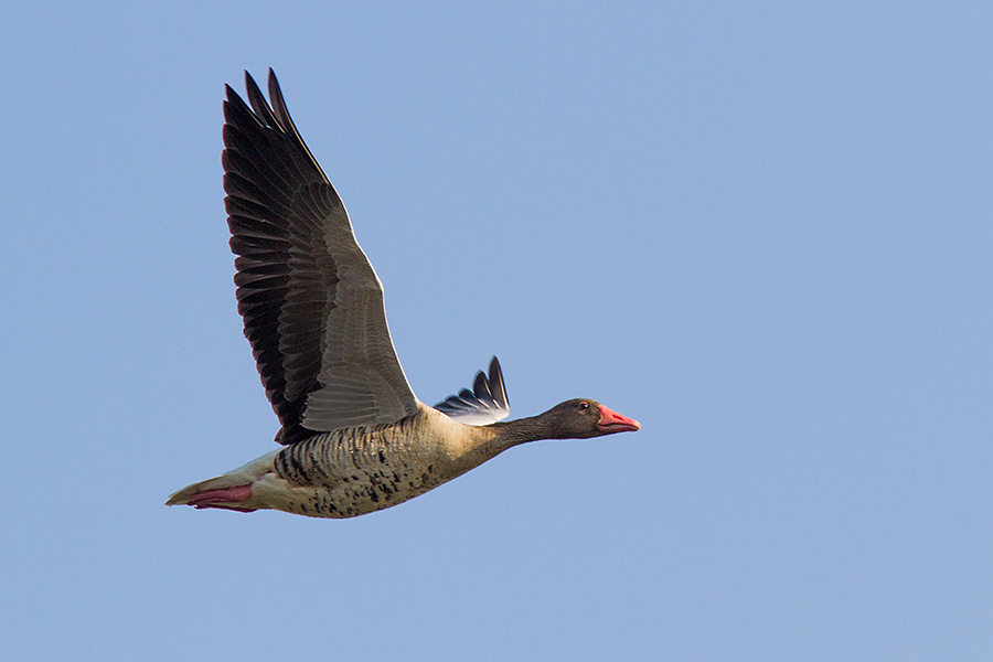 The greylag goose (Anser anser) 