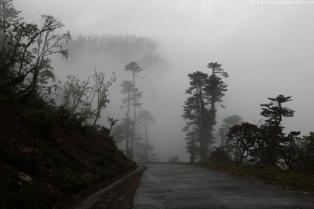 misty roads at pele la, bhutan.