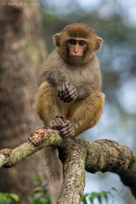The rhesus macaque (Macaca mulatta) 