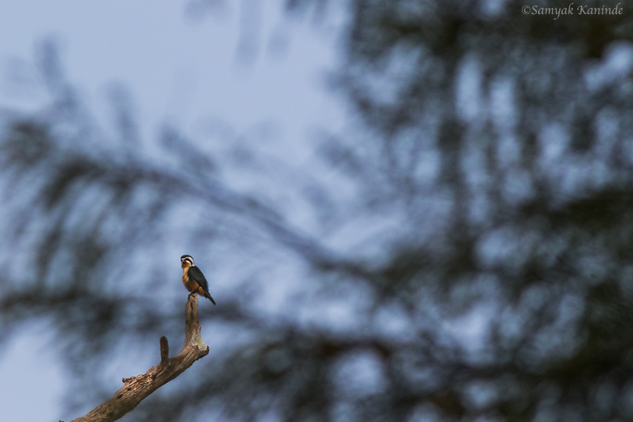 The collared falconet (Microhierax caerulescens)