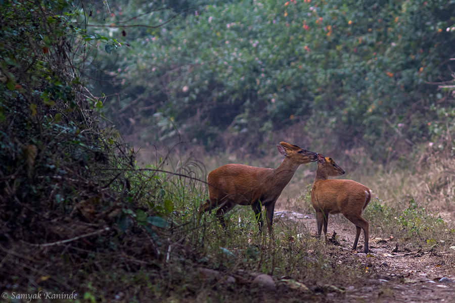 The Indian muntjac (Muntiacus muntjak) aka Barking Deer Courtship