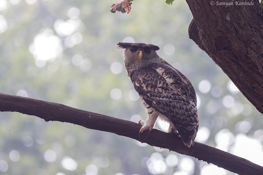 The spot-bellied eagle-owl (Bubo nipalensis)