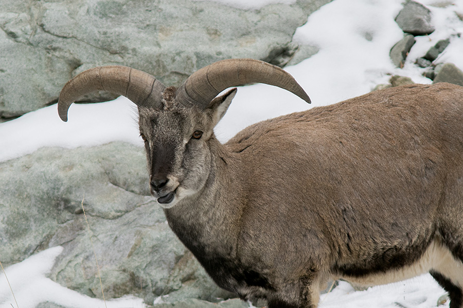 The bharal or Himalayan blue sheep or naur (Pseudois nayaur)