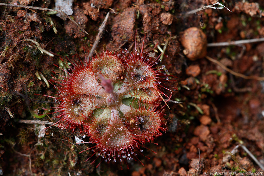 Drosera burmannii