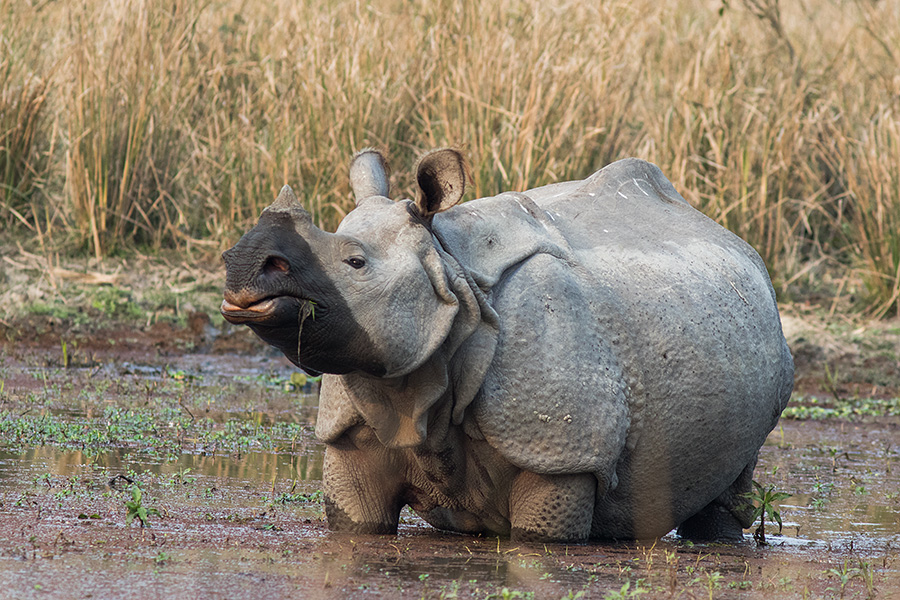 The Indian rhinoceros (Rhinoceros unicornis) (greater one-horned rhinoceros)