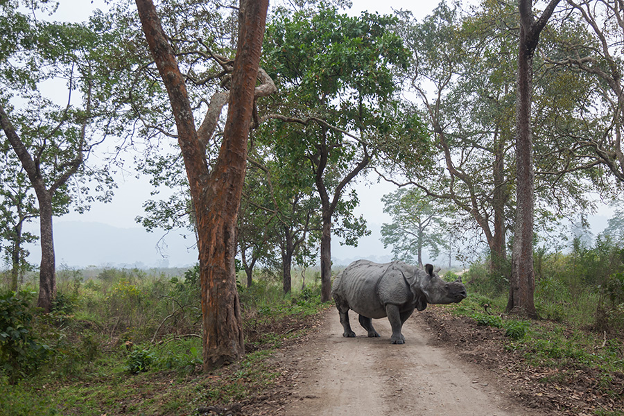 The Indian rhinoceros (Rhinoceros unicornis) (greater one-horned rhinoceros)