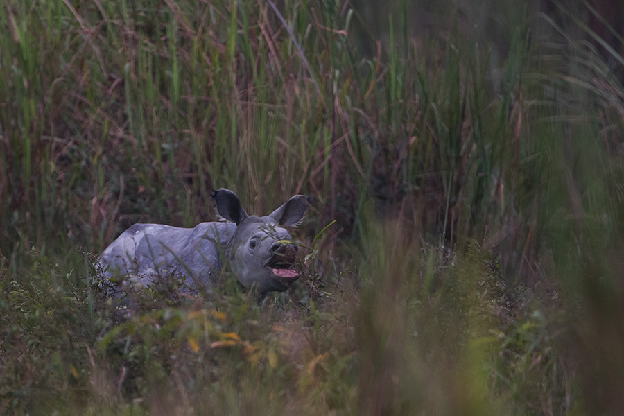 The Indian rhinoceros calf (Rhinoceros unicornis) (greater one-horned rhinoceros)