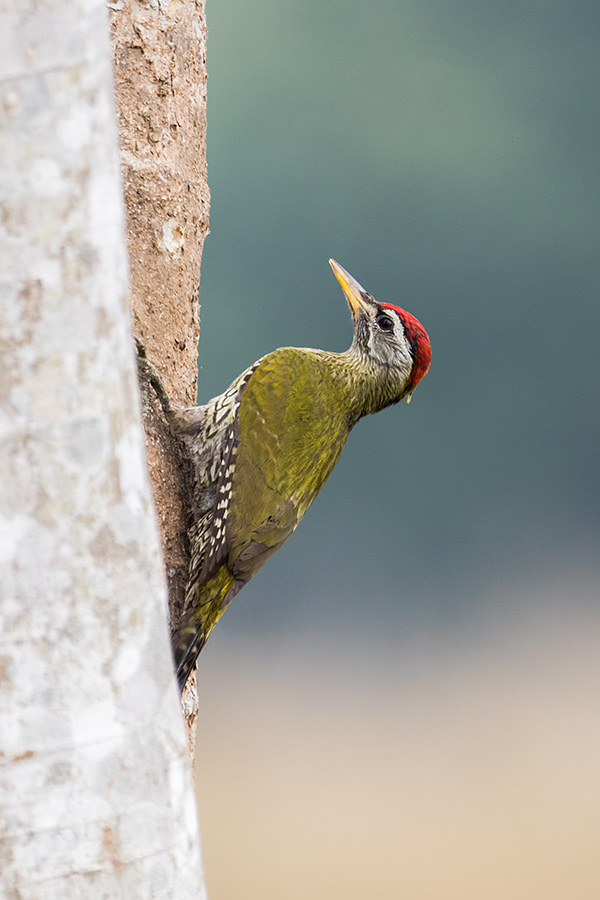 The scaly-bellied woodpecker (Picus squamatus) 