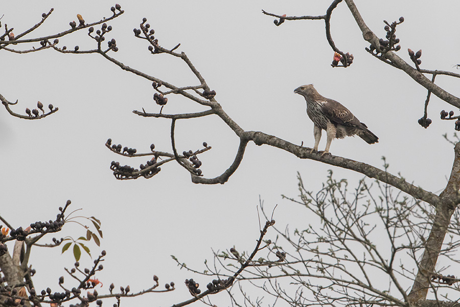 The changeable hawk-eagle or crested hawk-eagle (Nisaetus cirrhatus) 