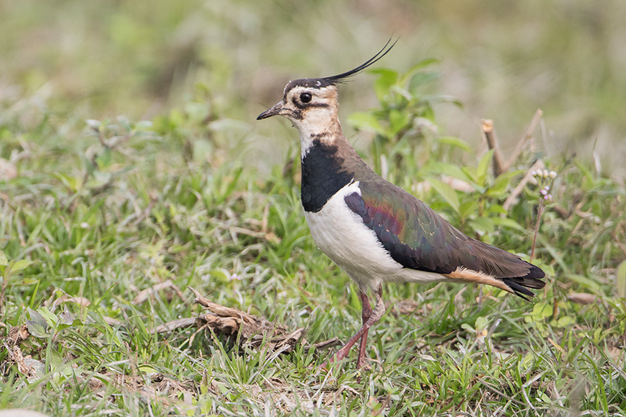 The northern lapwing (Vanellus vanellus) male