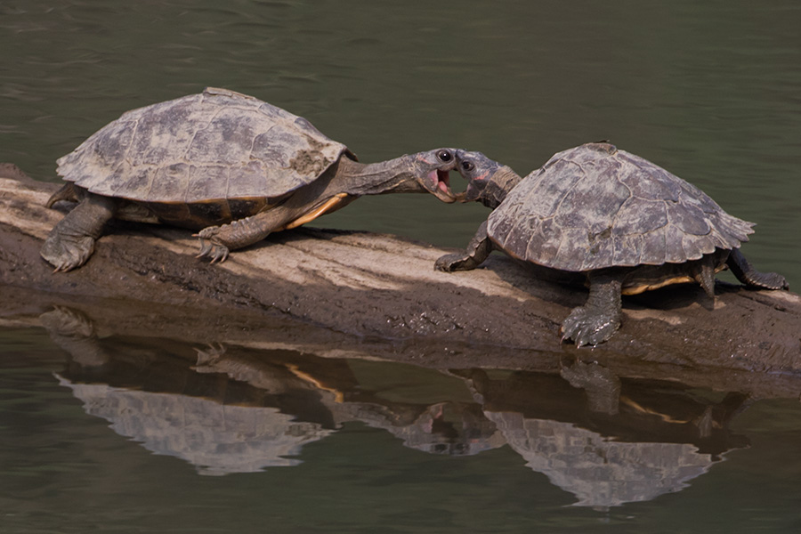 The Assam roofed turtle (Pangshura sylhetensis) fight