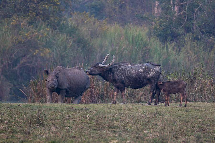 The wild water buffalo (Bubalus arnee) with Rhino