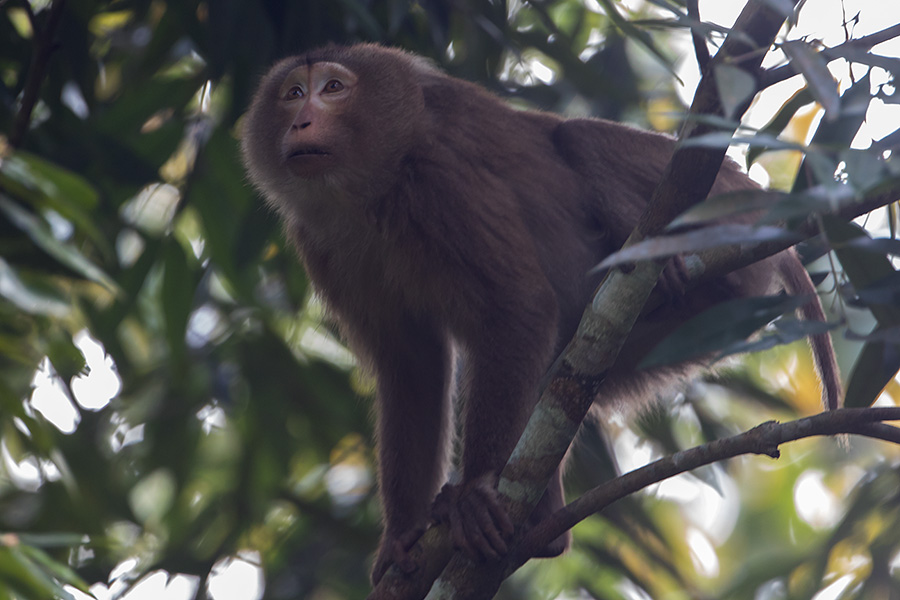The northern pig-tailed macaque (Macaca leonina)