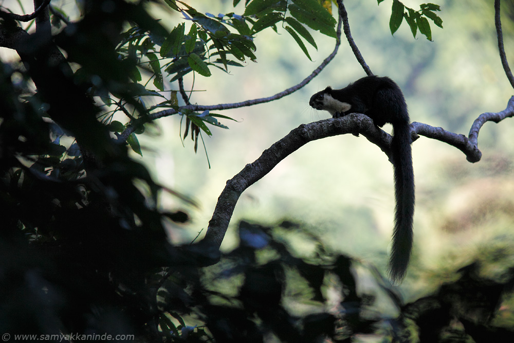 The Malayan giant squirrel (Ratufa bicolor)