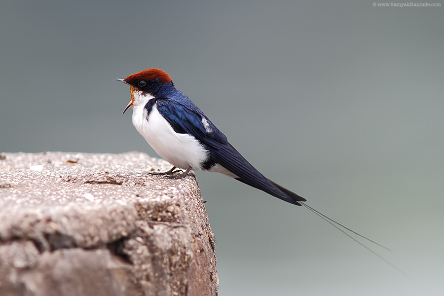 The wire-tailed swallow (Hirundo smithii)