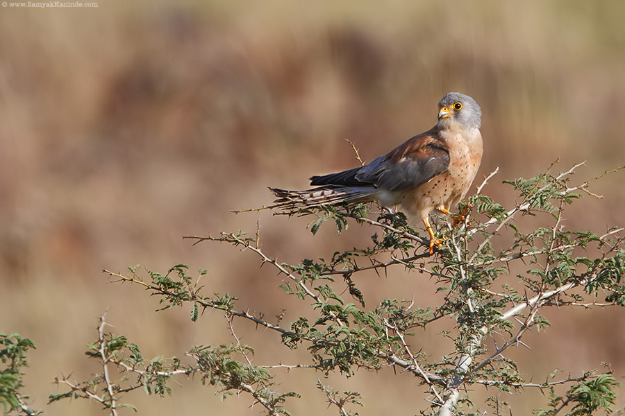 The lesser kestrel (Falco naumanni)