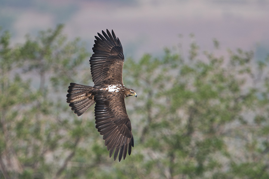 The Bonelli's eagle (Aquila fasciata) 
