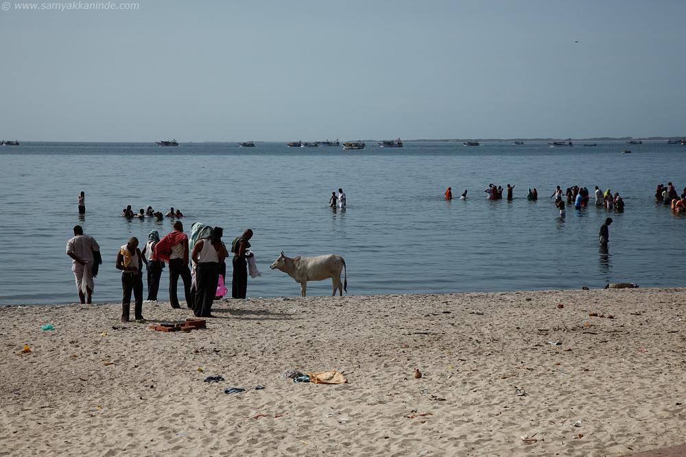 The cows are integral part of hindu's religious rituals performed near the seashore in Rameswaram.