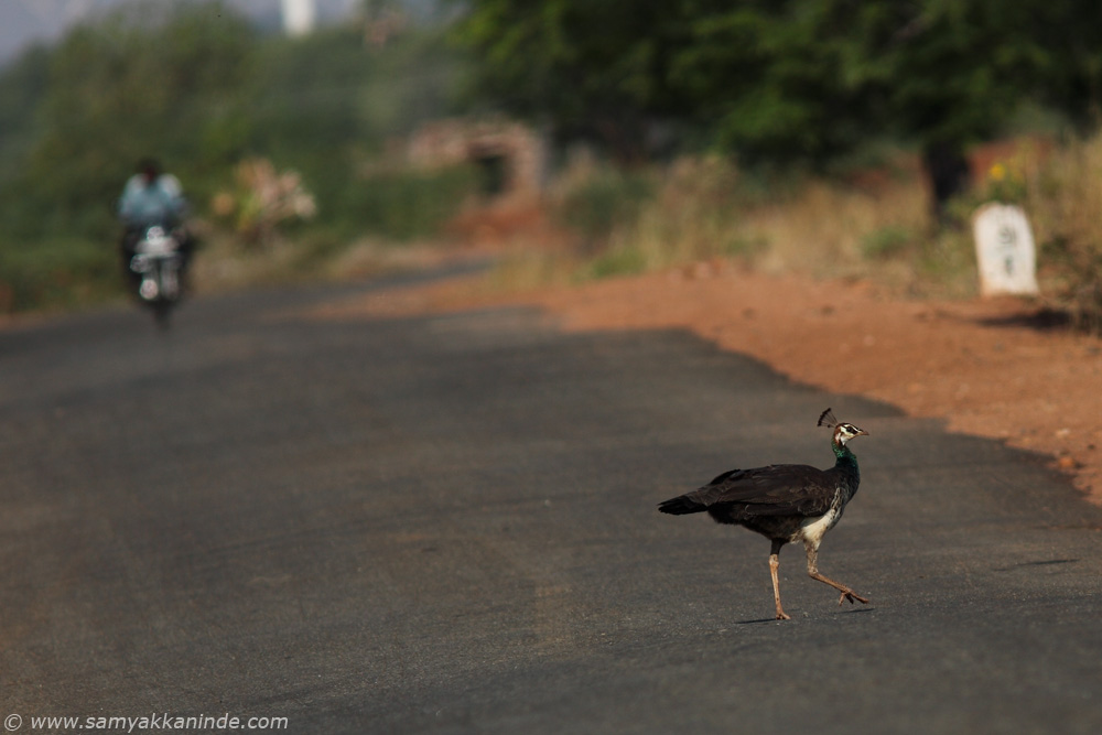 peacock crossing road