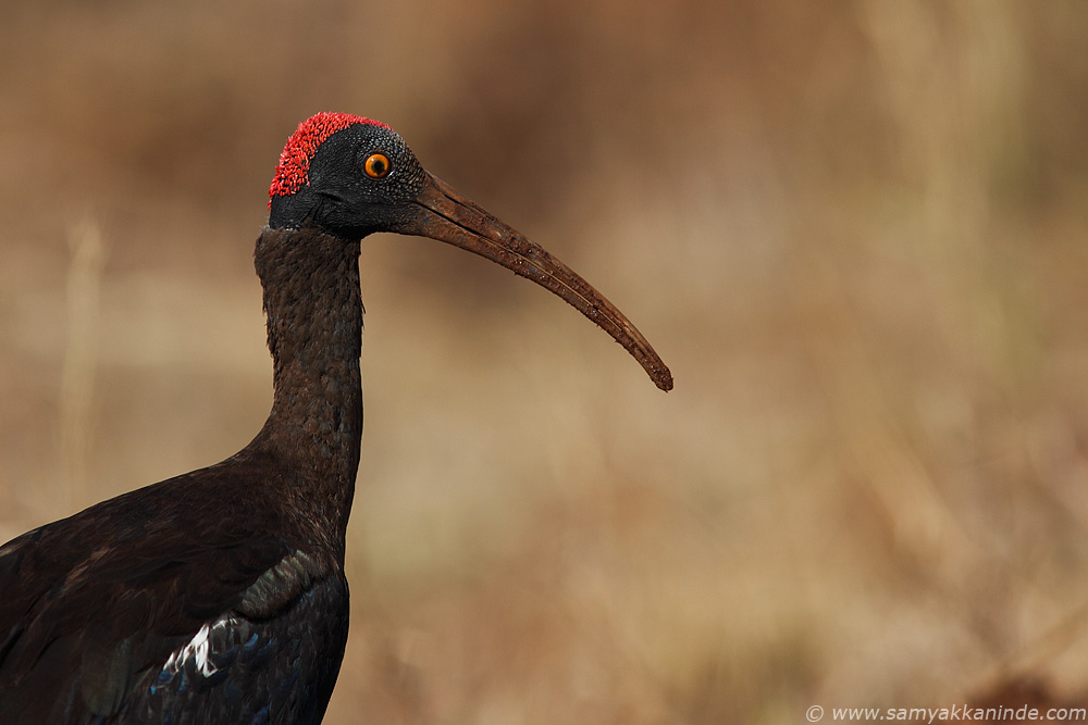 black ibis portrait