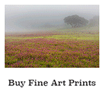 Buy Fine Art Nature and Wildlife Prints
