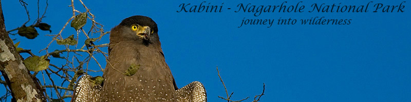 Kabini - Nagarhole National Park, Karnataka