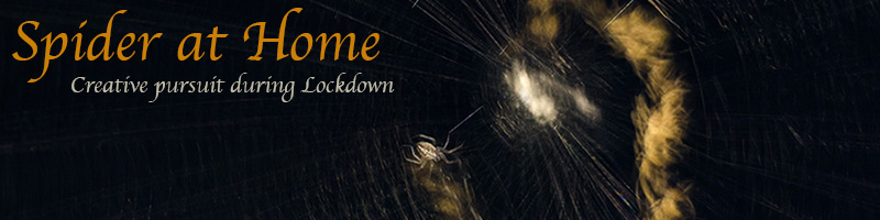 Orb Weaver Spider at Home