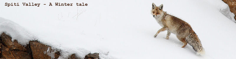 Spiti Valley Snow Leopard