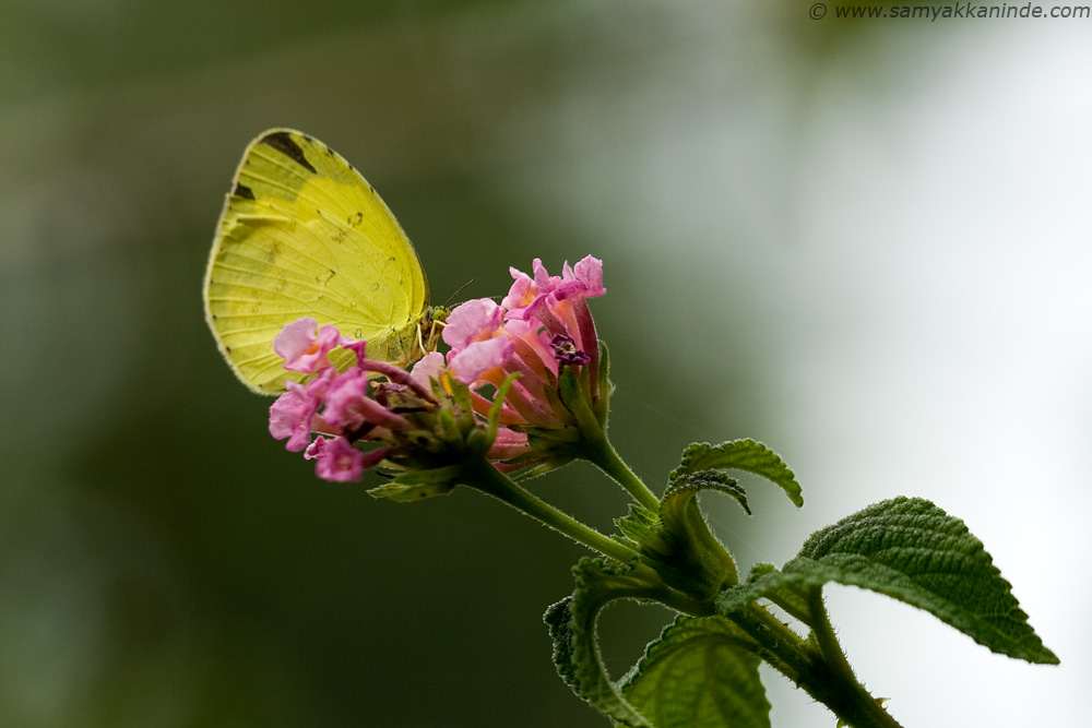 Common Grass Yellow (Eurema hecabe hecabe)