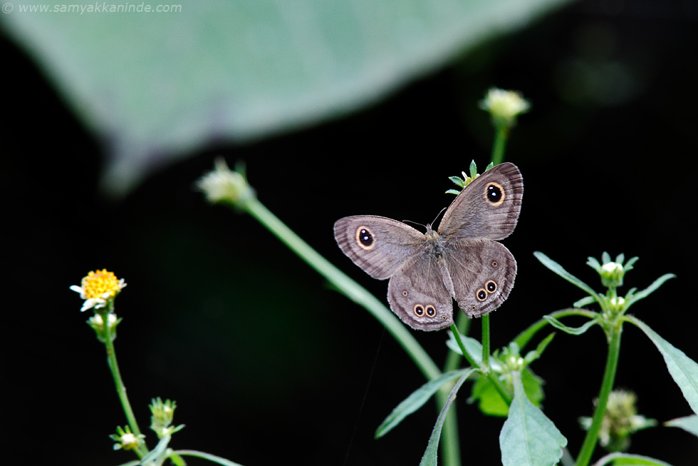 Himalayan Common Five-ring (Ypthima baldus baldus) butterfly