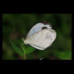 Oriental Psyche (Leptosia nina nina) butterfly
