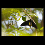 Khasi Common Birdwing (Troides helena cerberus) butterfly