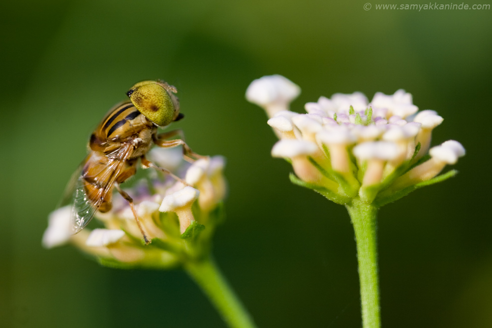hover fly on flower