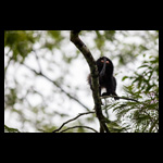 Lion Tailed Macaque fine art prints india