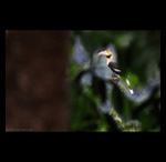 Great Honrbill in Forest fine art prints india