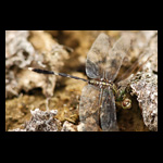 Common Clubtail (Ictinogomphus Rapax) eating Ditch Jewel (Brachythemis Contaminata)