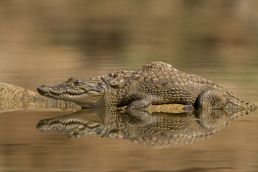 The mugger crocodile (Crocodylus palustris)