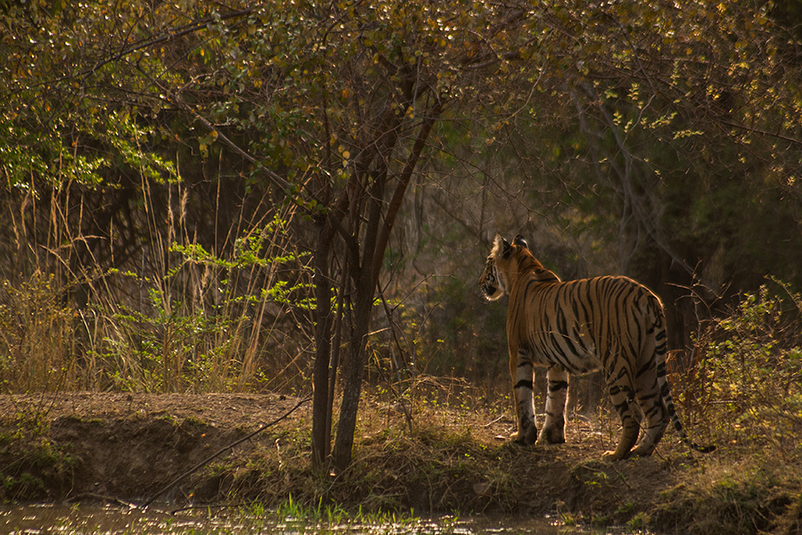Royal Bengal Tiger (Panthera tigris)