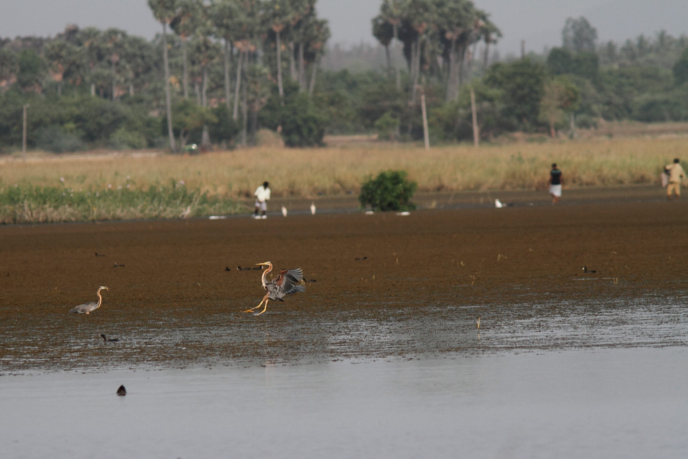 poaching at siruthavur