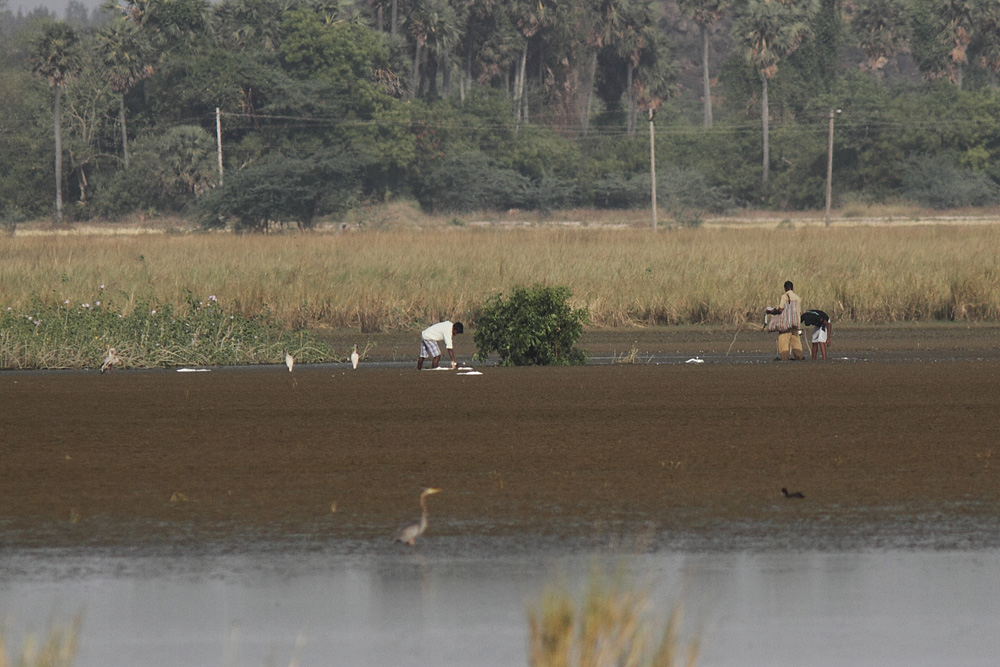 poaching at siruthavur