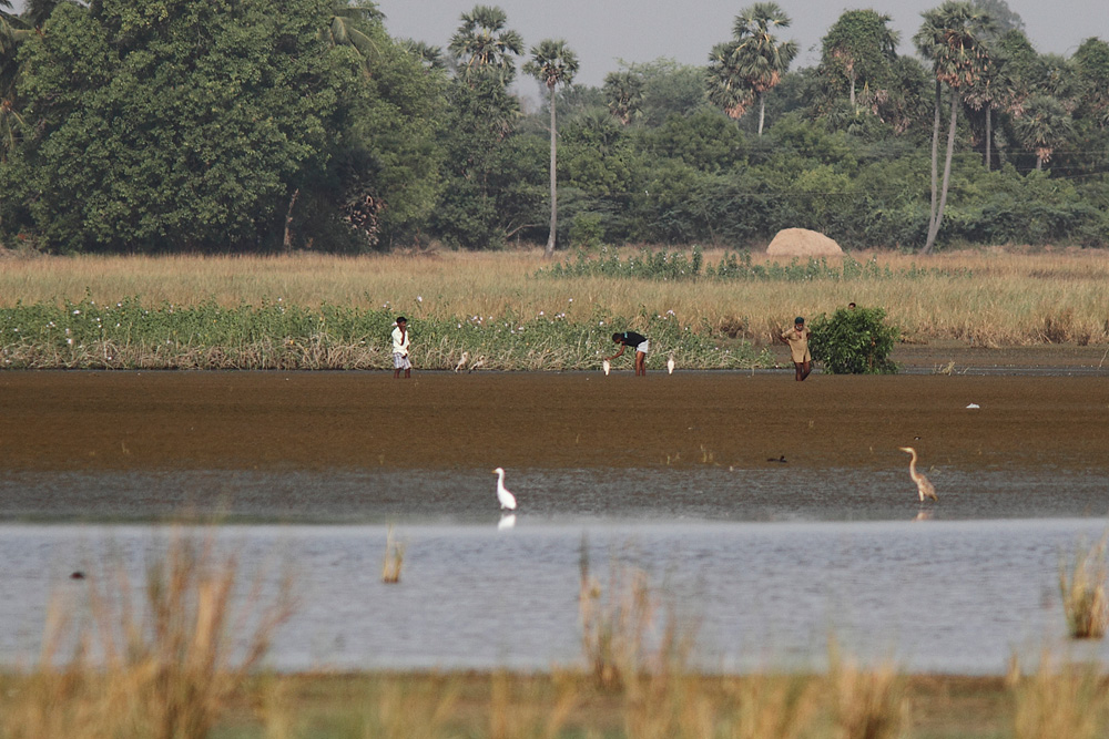 poaching at siruthavur